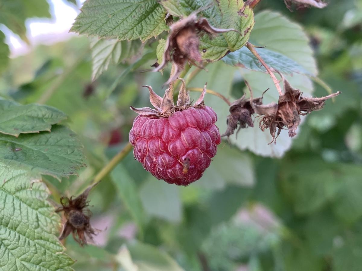 SWD on red-raspberry
