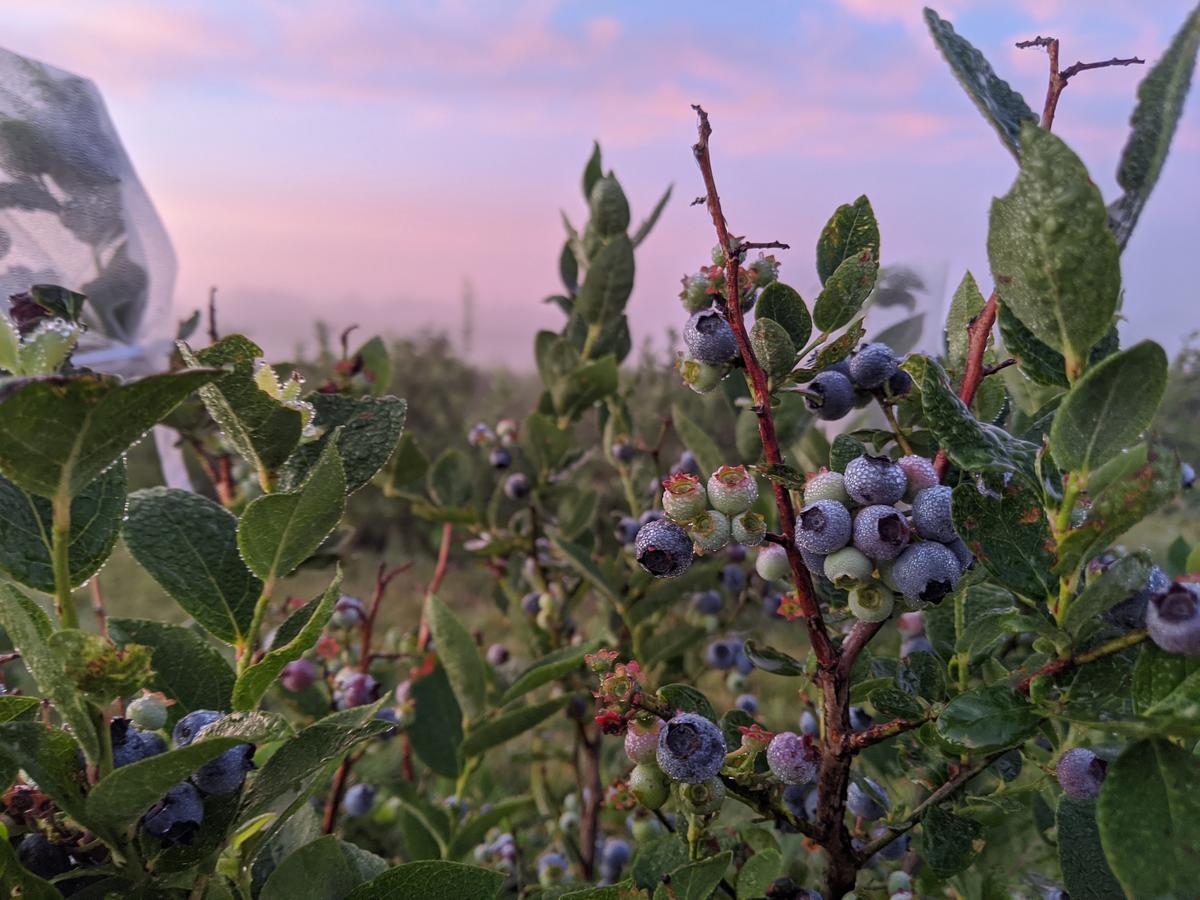 Organic pesticides in blueberry production