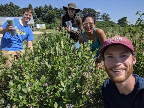 Matthew Gullickson, blueberry harvest team